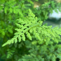 Cystopteris fragilis